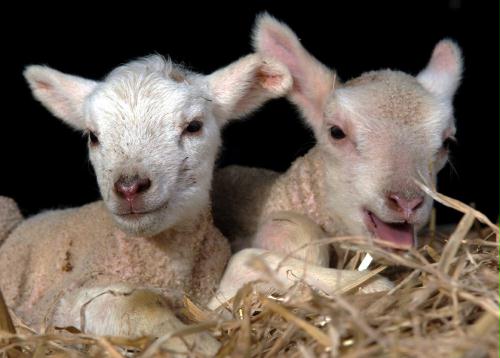 Easter-lambs, Germany.jpg