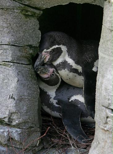 Humboldt penguin (Spheniscus humboldti), Germany.jpg