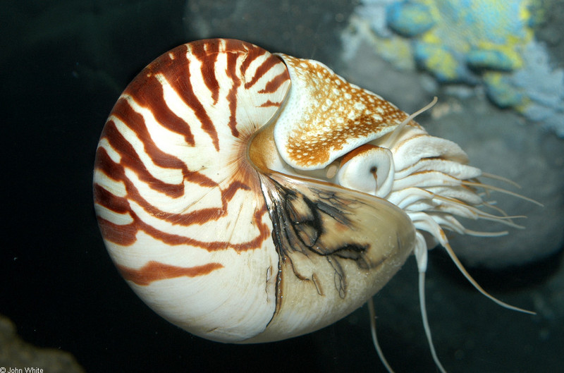 Chambered Nautilus (Nautilus pompilius)012.jpg