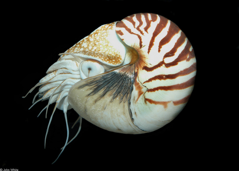 Chambered Nautilus (Nautilus pompilius)013.jpg