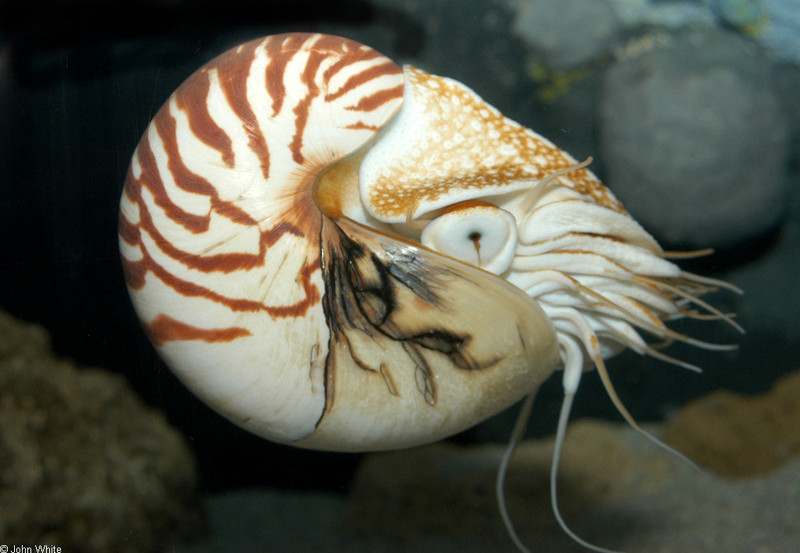 Chambered Nautilus (Nautilus pompilius)014.jpg