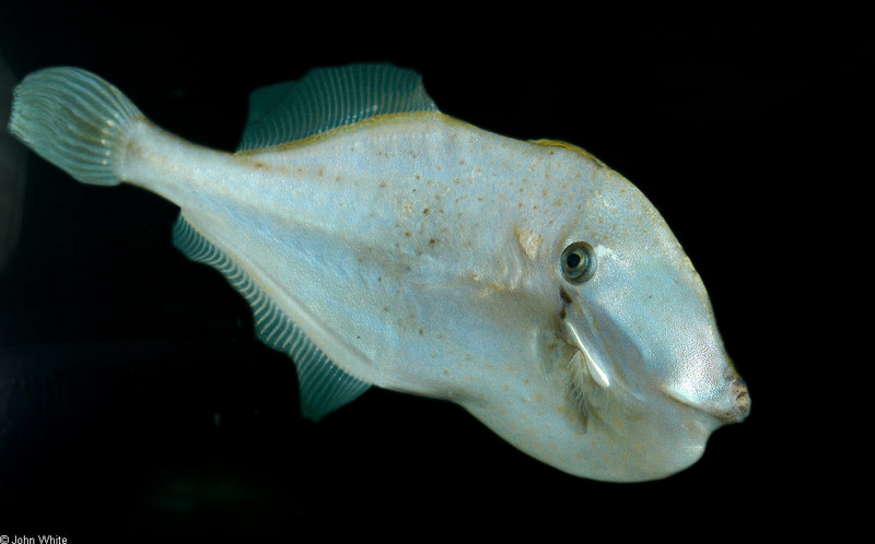 Orange Filefish (Aluterus schoepfi).jpg