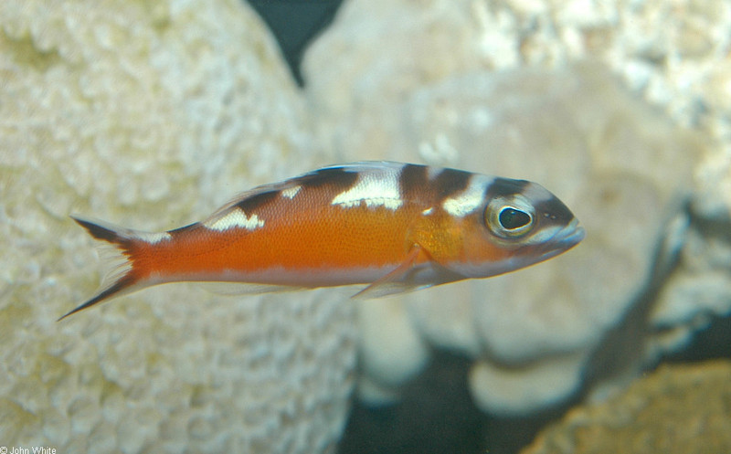 Tobaccofish (Serranus tabacarius)060.jpg