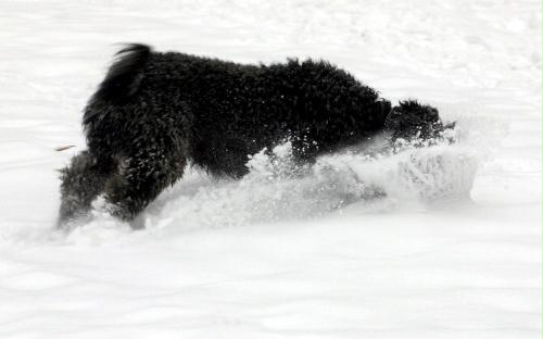 Snow Dog, Hungary.jpg