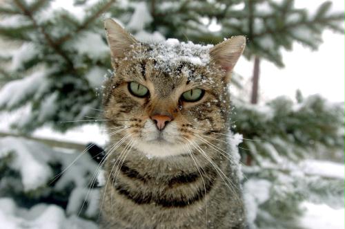 Snow Cat, Hungary.jpg