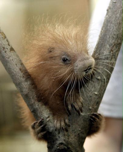 Baby prehensile-tailed porcupine, USA.jpg