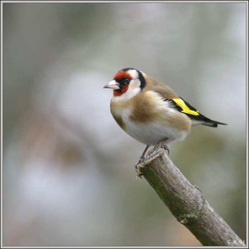 European Goldfinch.jpg