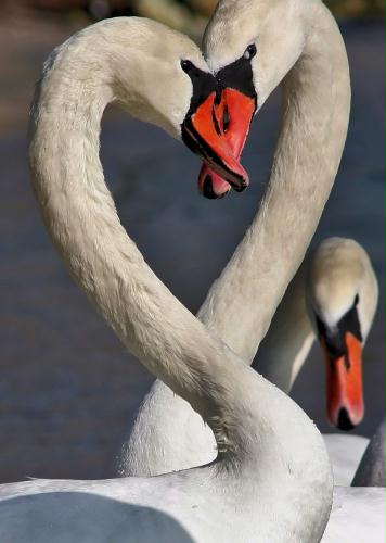 Heart, Mute swan pair, Bulgaria.jpg