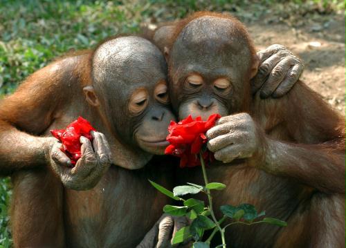 Orangutans, Thailand.jpg