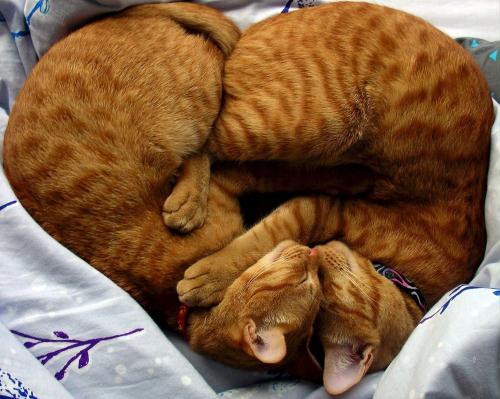 Orange Tabby Cats, Thailand.jpg