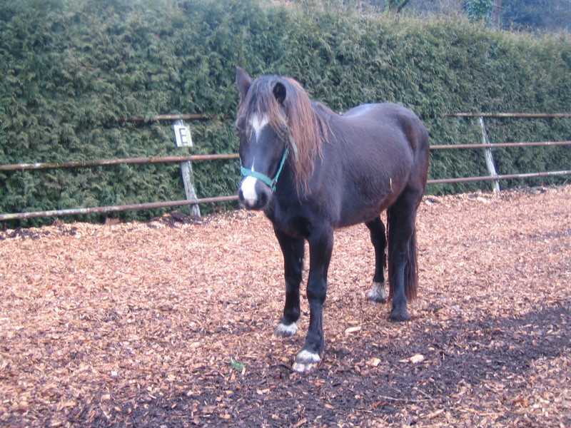 morris 13-02-2006.jpg