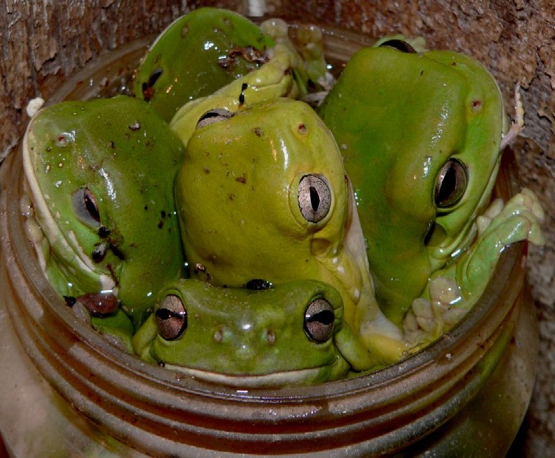 Frogs Bathing 3003 2005 009 Med Crop.jpg