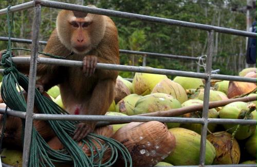 Monkey, Coconut Picker, Thailand.jpg