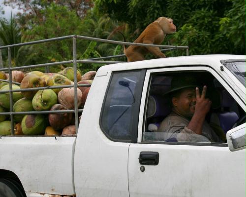 Monkey, Coconut Picker, Thailand.jpg