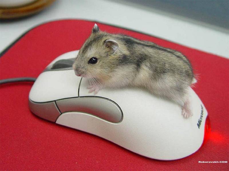 Mouse Mouse.jpg