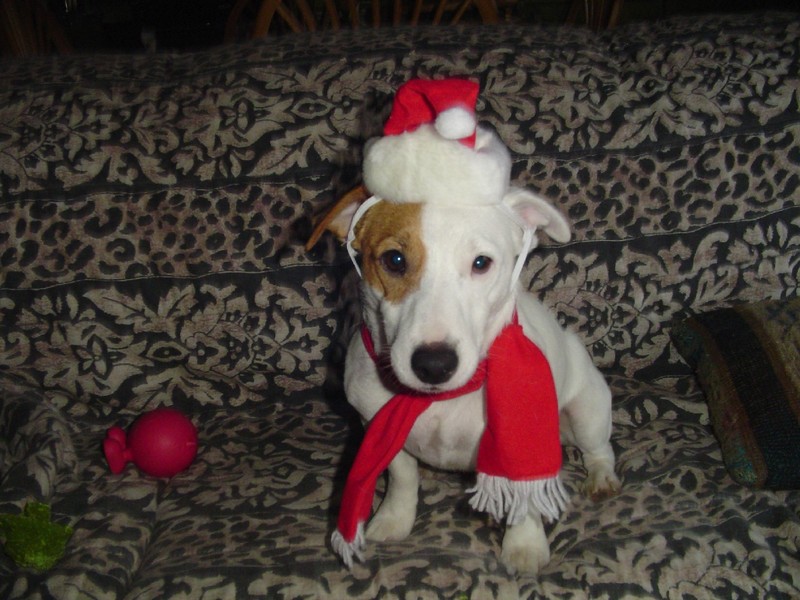Rocky at Christmas \'05 - 2.jpg