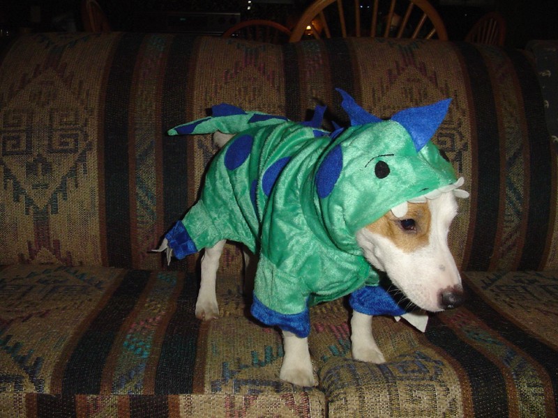 Rocky Halloween.jpg