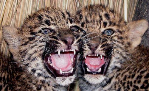Leopard Cubs, India.jpg