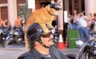 Cat motorcyle rider.jpg