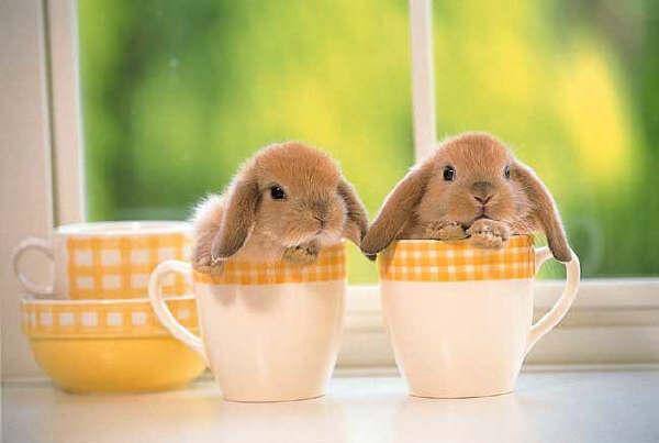 cup rabbits.jpg