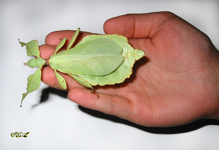 Leaf Mimic Bug.jpg