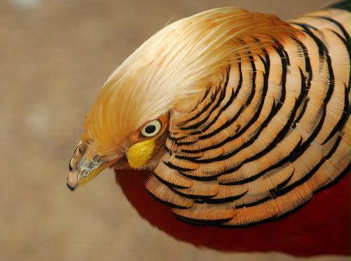 Golden Pheasant, Greece.jpg