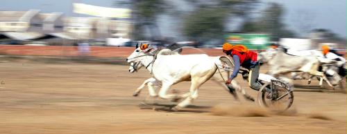 Bullock Cart Racing, India.jpg