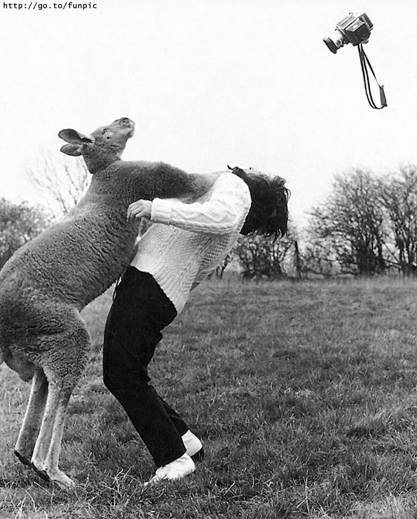 Kangaroo\'s No Cameras.jpg