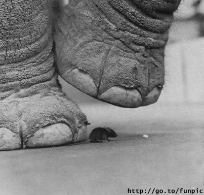 Mouse under elephant\'s foot.jpg