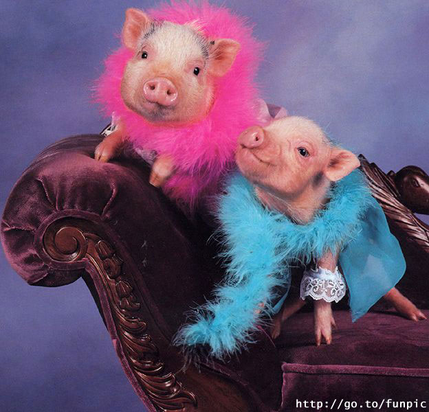 dressed pigs.jpg