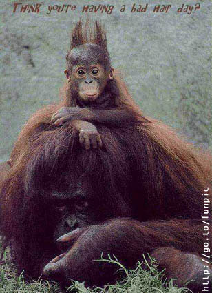 Orangutans - Bad Hair Day.jpg