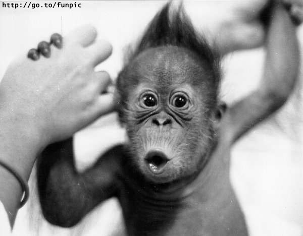 Orangutans - Bad Hair Day.jpg