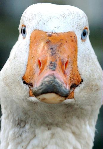 Ebden Goose, Britain.jpg