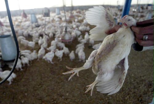 Chicken Farm, Palestine.jpg