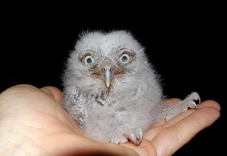 Cute owlet.jpg