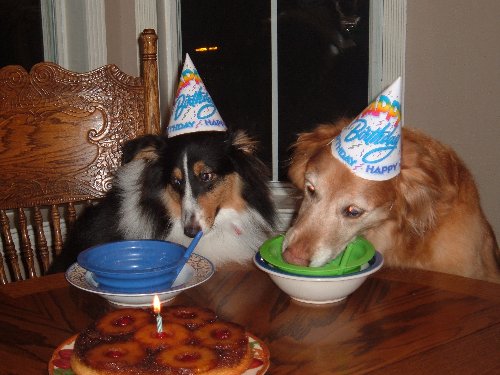 doggy birthday party.jpg