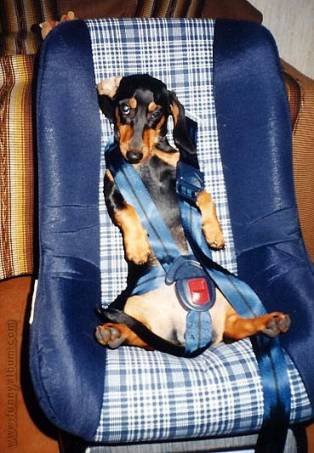 doggy seat.jpg