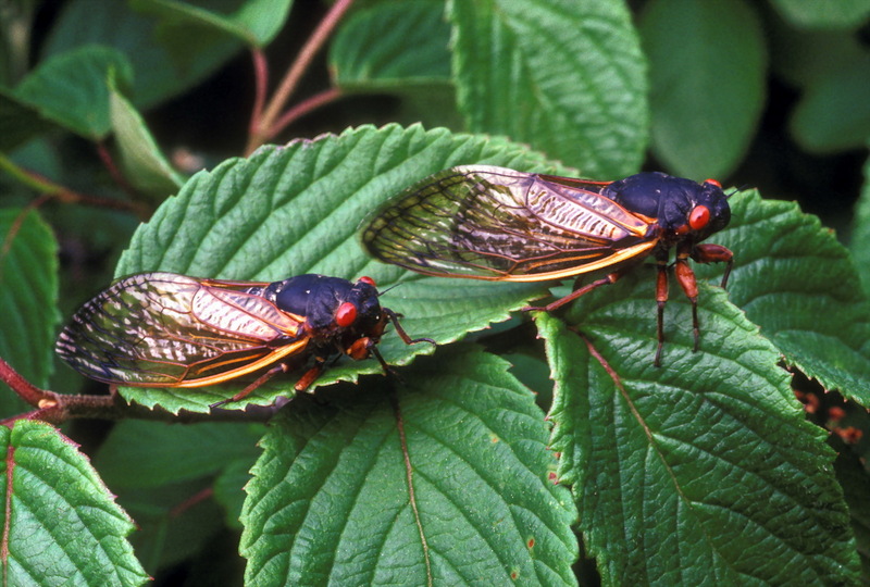 k2621-10 seventeen-year periodical cicada (Magicicada septendecim), USA.jpg