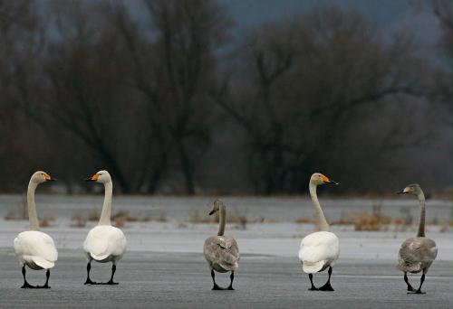 Whooper Swans, Germany.jpg