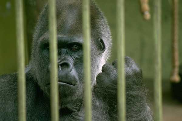 Gorillia in cage.jpg
