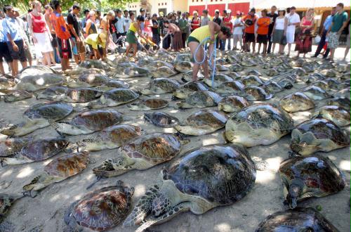 Sea Turtle, Bali.jpg