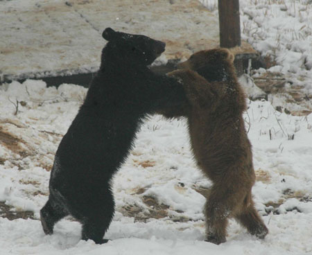 20060121 Wrestling Brown Bears, China.jpg