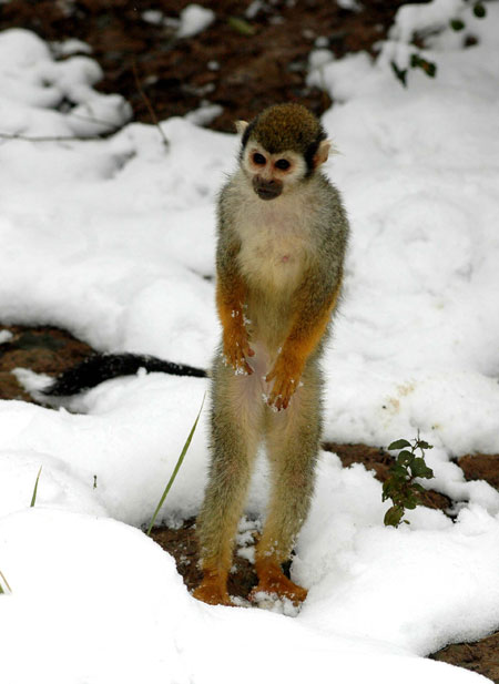 20060121 Squirrel Monkey on snow, China.jpg