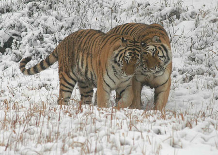 20060121 Lovely Tiger Pair, China.jpg