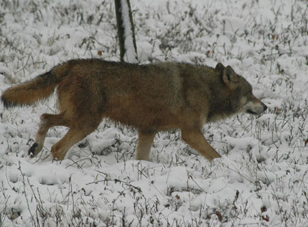 20060121 Grey Wolf, China.jpg