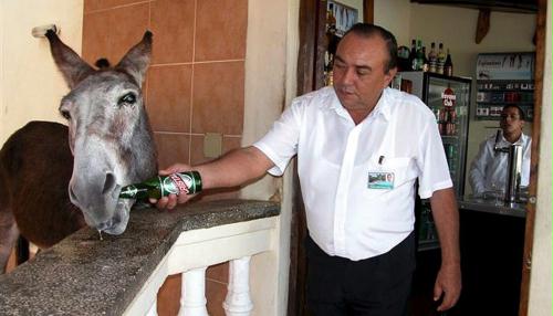 Beer Drinking Donkey, Cuba.jpg