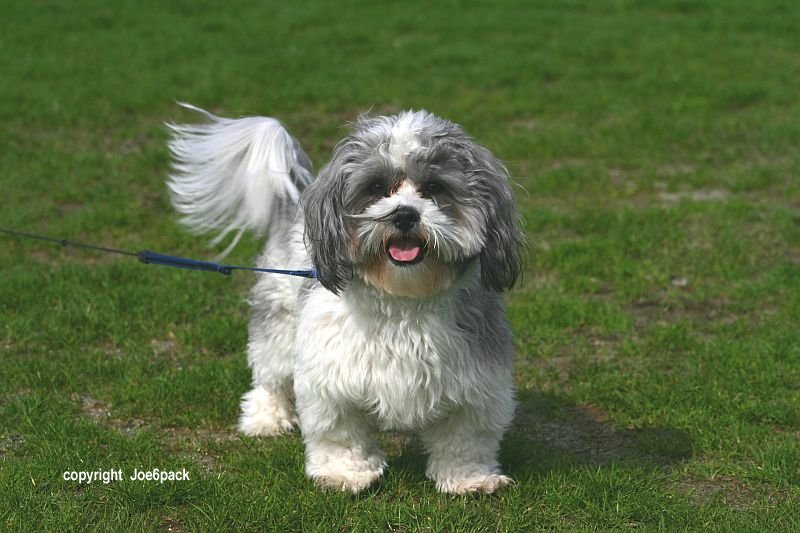 Buster - waggy tail boy.jpg