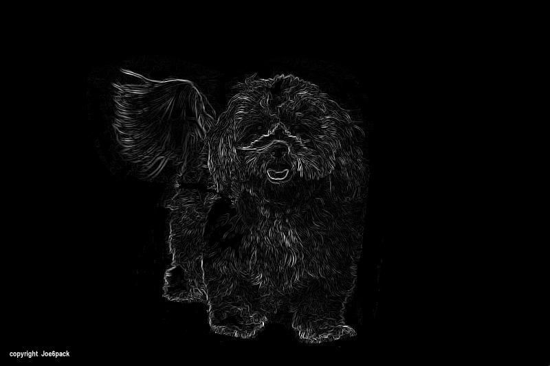 Buster - waggy tail boy1.bmp