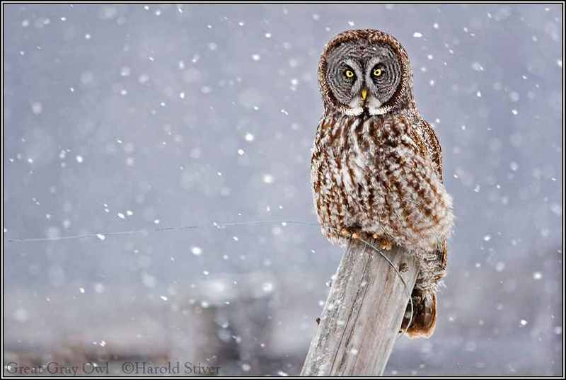 SF Great Gray Owl- Patience.jpg