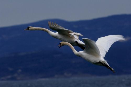 Mute Swans in flight, Croatia.jpg